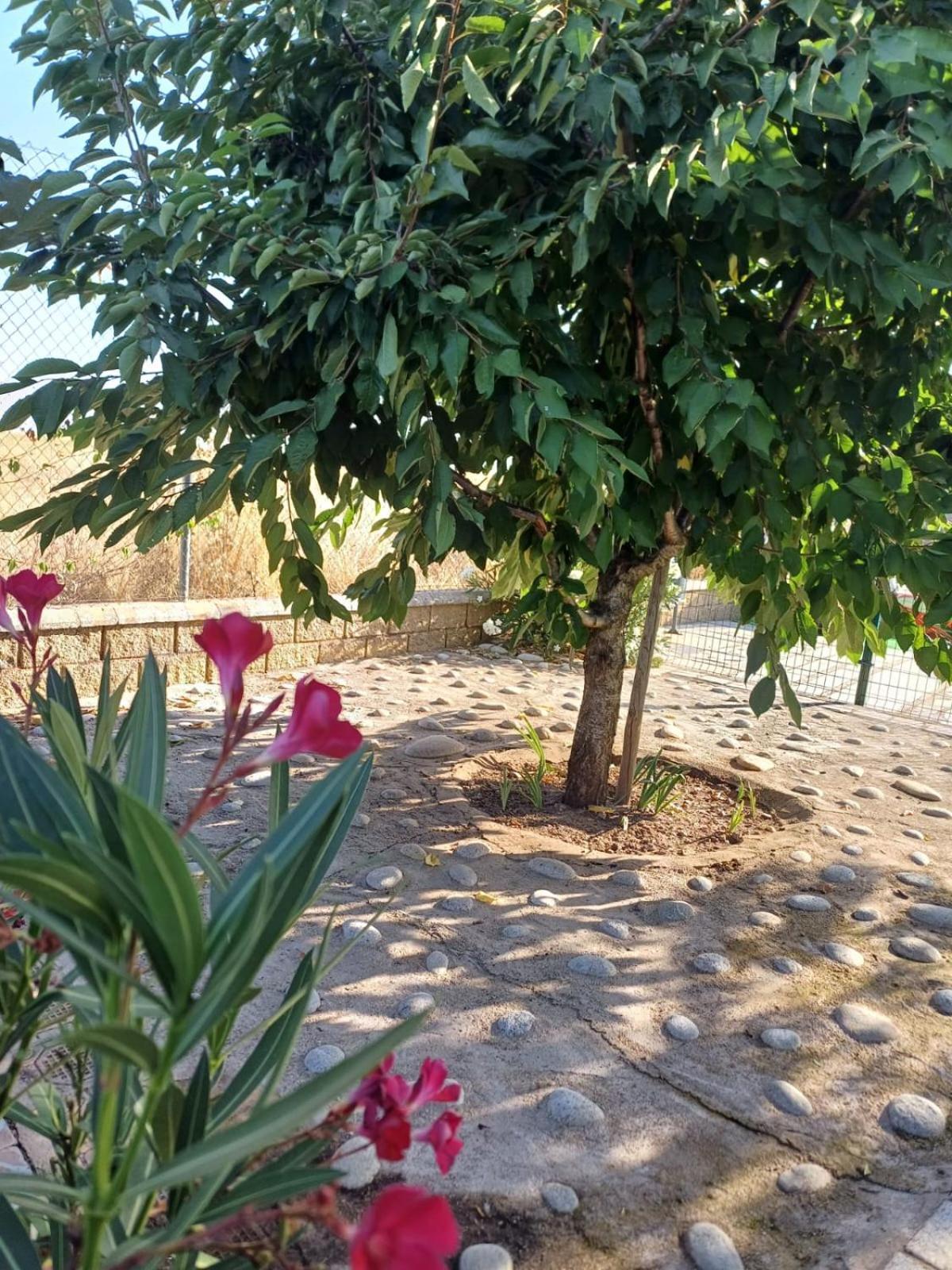 El Almendro Del Cura Villa Villarmayor  Exterior photo